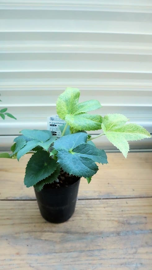 アジュガ アークティックフォックス 楽天市場】アジュガ アークティックフォックス 3号（直径9cm）ポット苗