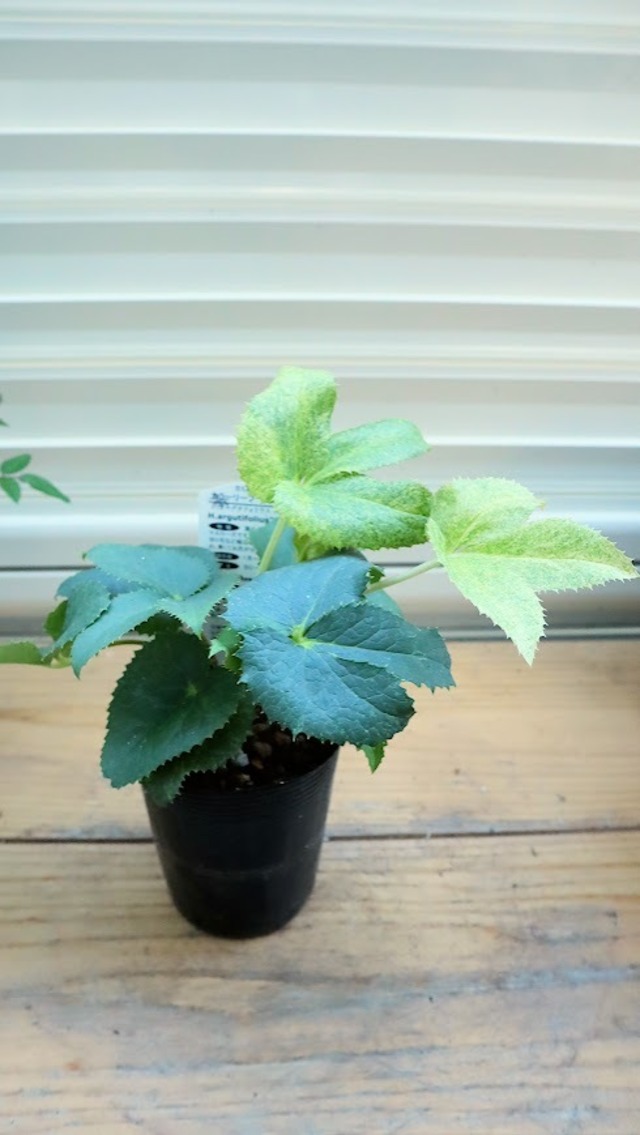 ロータス　コットンキャンディ