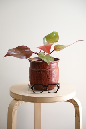 【希少】【M】フィロデンドロン パーシモンプリンセス/Philodendron