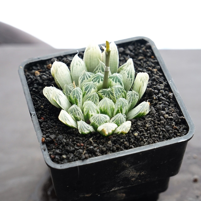 抜き苗 白斑玉露（ピリフェラ錦） Haworthia cooperi 'Silver Swirl'