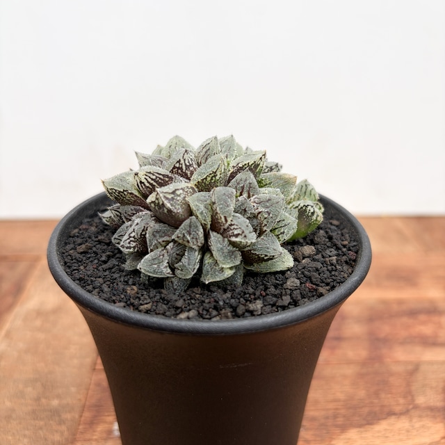 Haworthia ‘Kurozatou’【ハオルチア・黒砂糖】