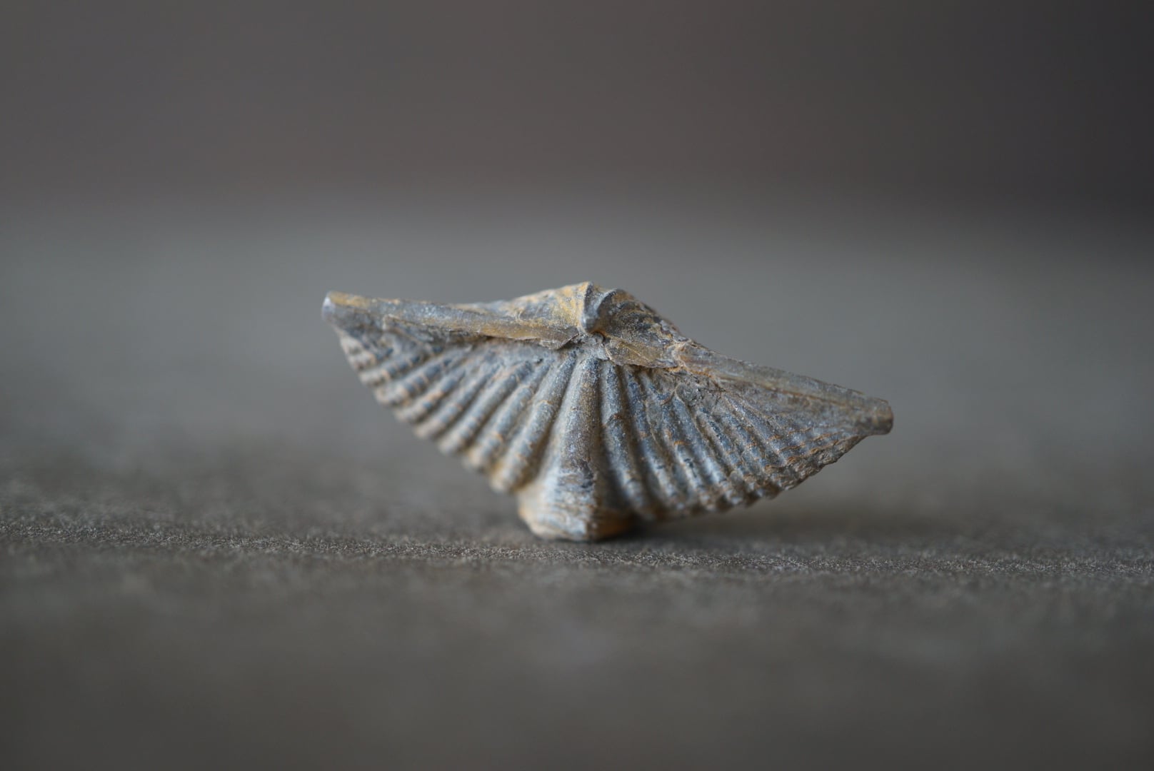 カナダ産腕足類化石 Mucrospirifer sp. 1604 | 叙景 jokei