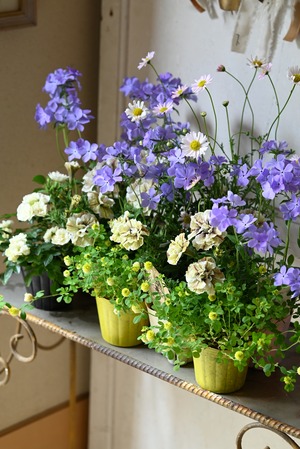 【花苗セット】ペチュニアジュリエットモダンホワイトとフロックスブルームーンの花苗セット