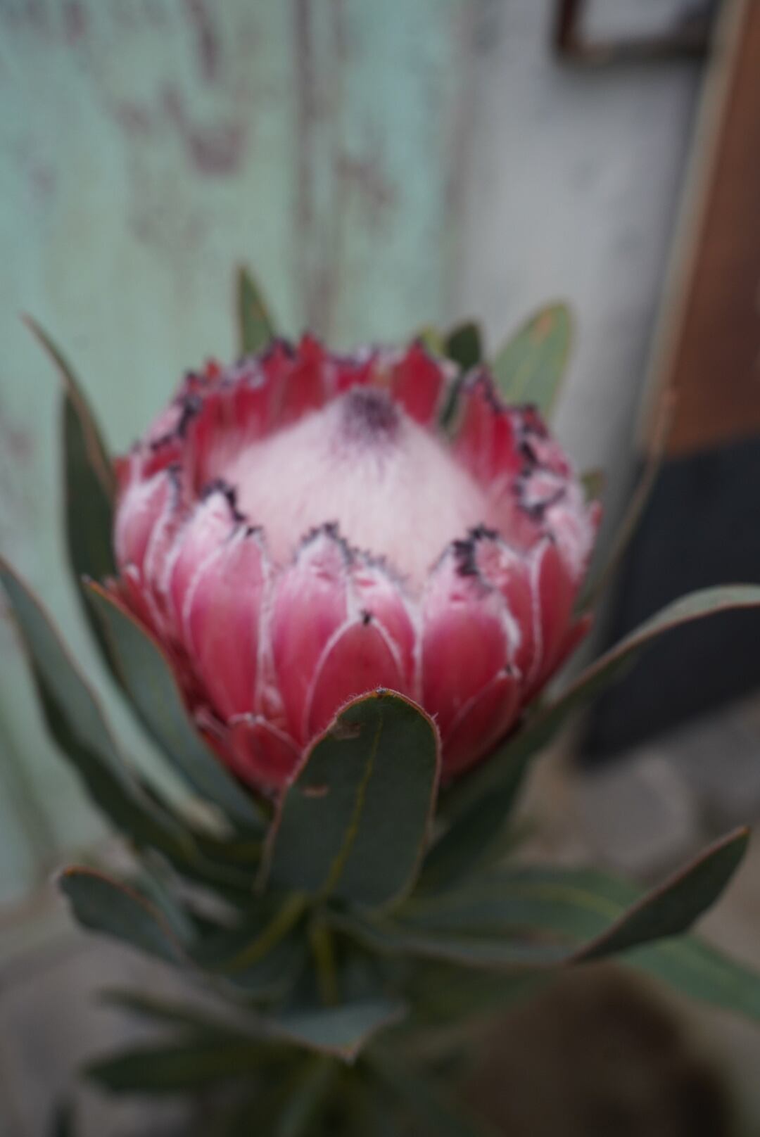 プロテア オーストラリスピンク（2F） | 沼ノ上農園