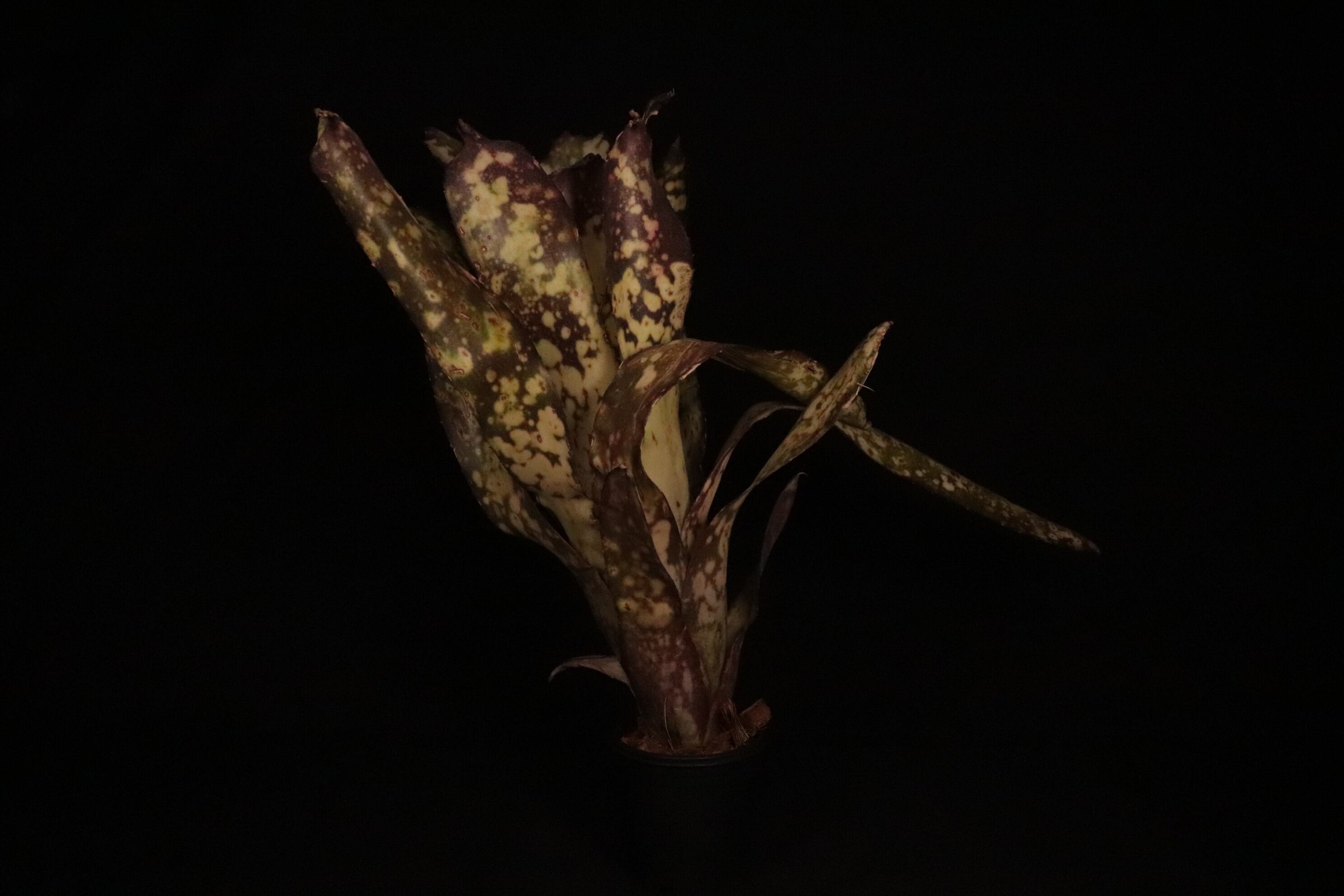 送料無料】Billbergia 'Alaka i' x 'Hallelujah'〔ビルベルギア〕現品