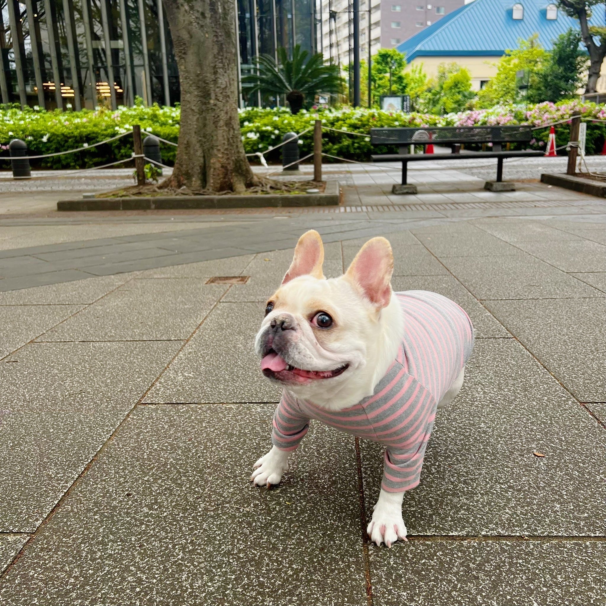 ベーシック ボーダー Tシャツ たらこ | Bull.Tokyo powered by BASE