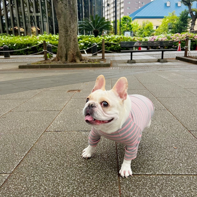 ベーシック ボーダー Tシャツ たらこ