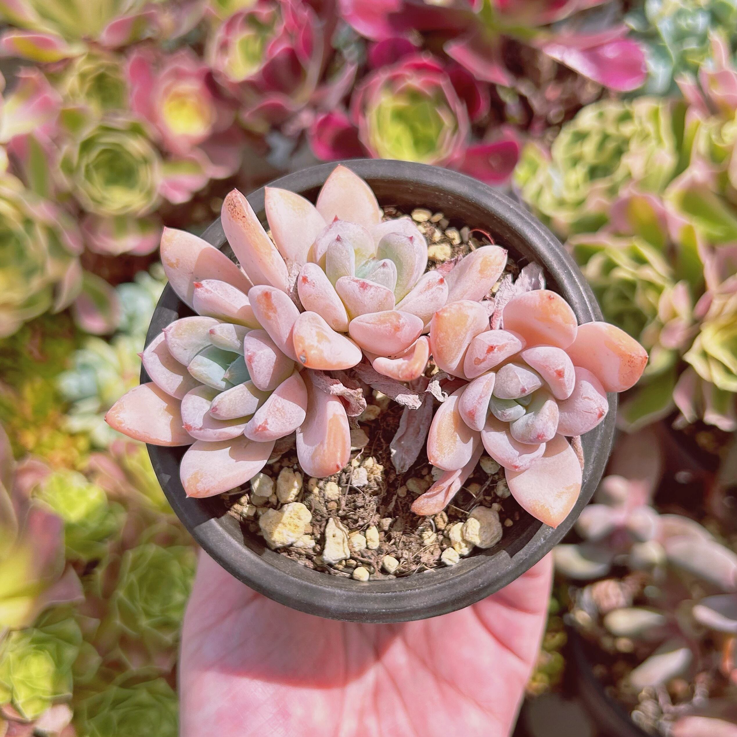 #809現物　多肉植物　Echeveria   星雪　抜き苗