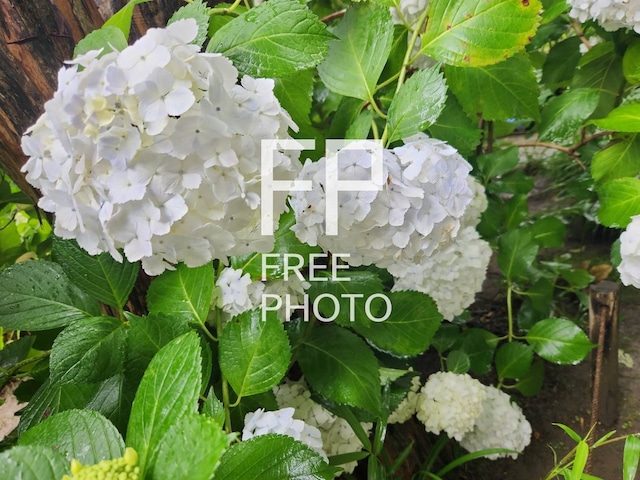 紫陽花