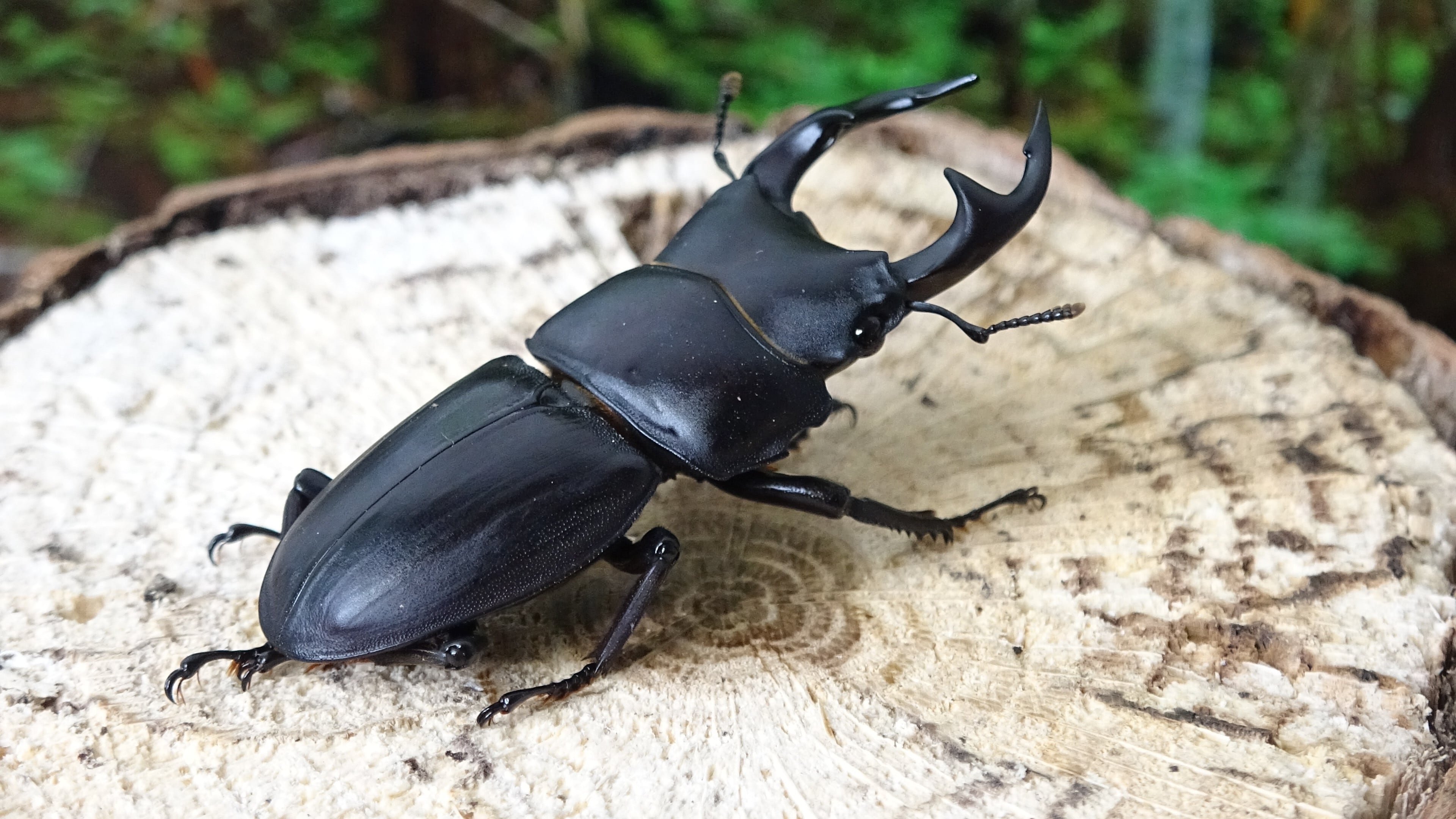 オオクワガタ WF1鹿児島県姶良市加治木町○○産 ♂72㎜、♀46㎜