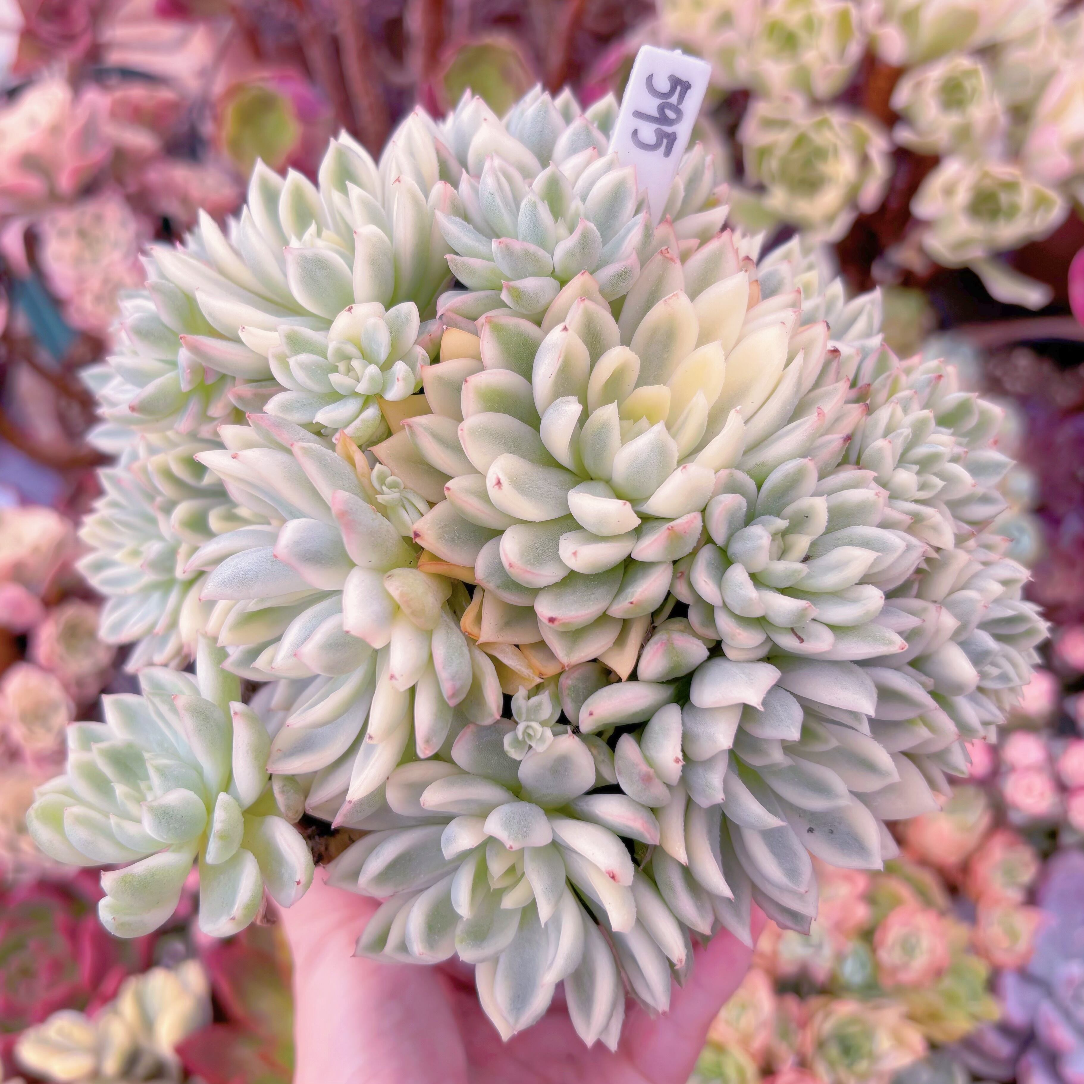現品 女雛錦#595 特大群生 るる農園 | るる農園~多肉植物専門