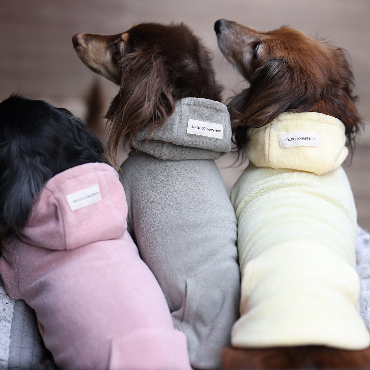 フードつき | カニンヘンダックスとミニチュアダックス専門のお