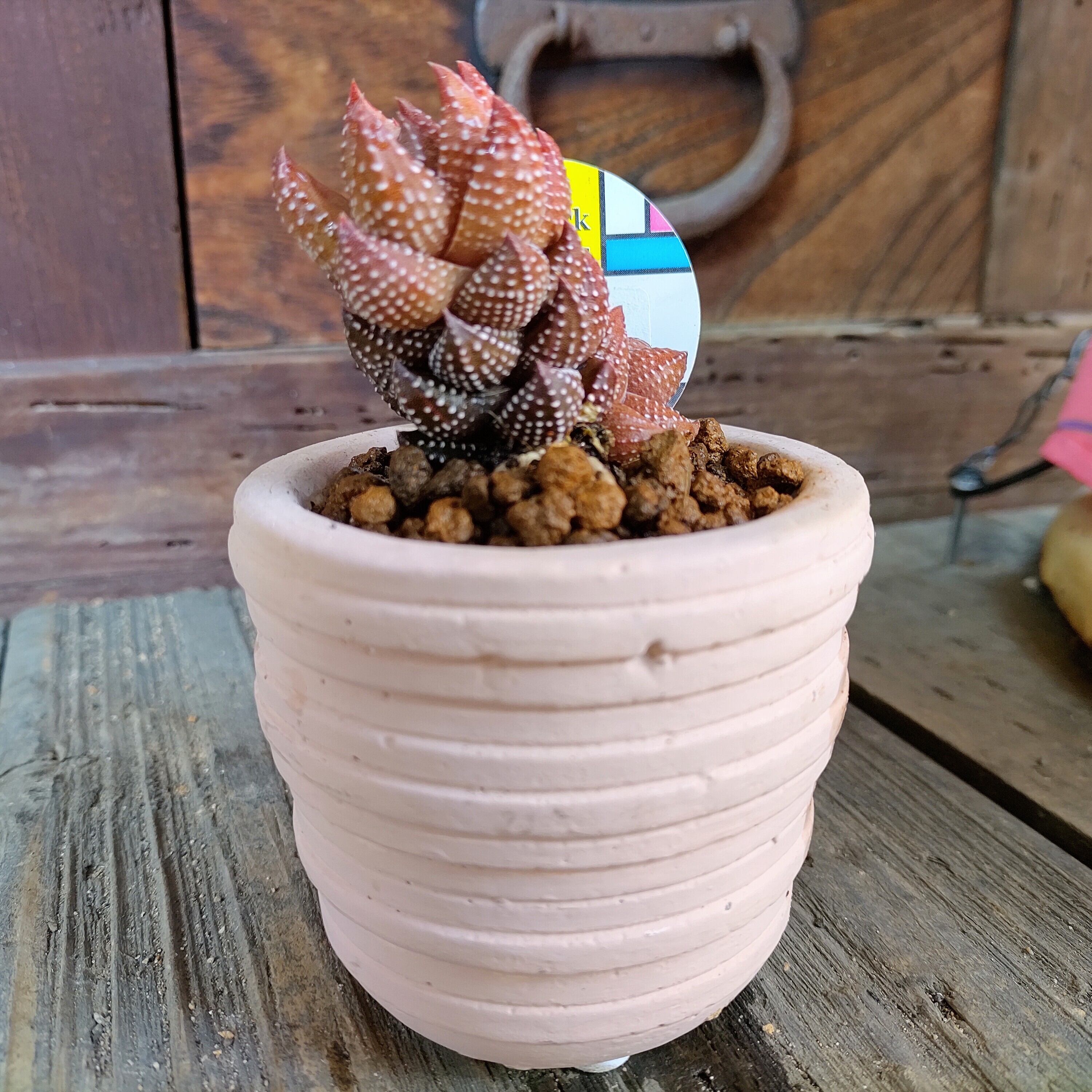 T)鉢入りハオルチア九輪塔 | RuPo 多肉植物専門店