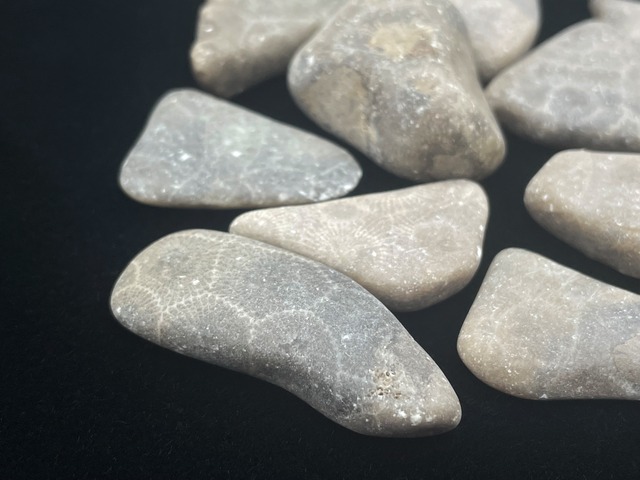 タンブル12個セット（サンゴの化石）