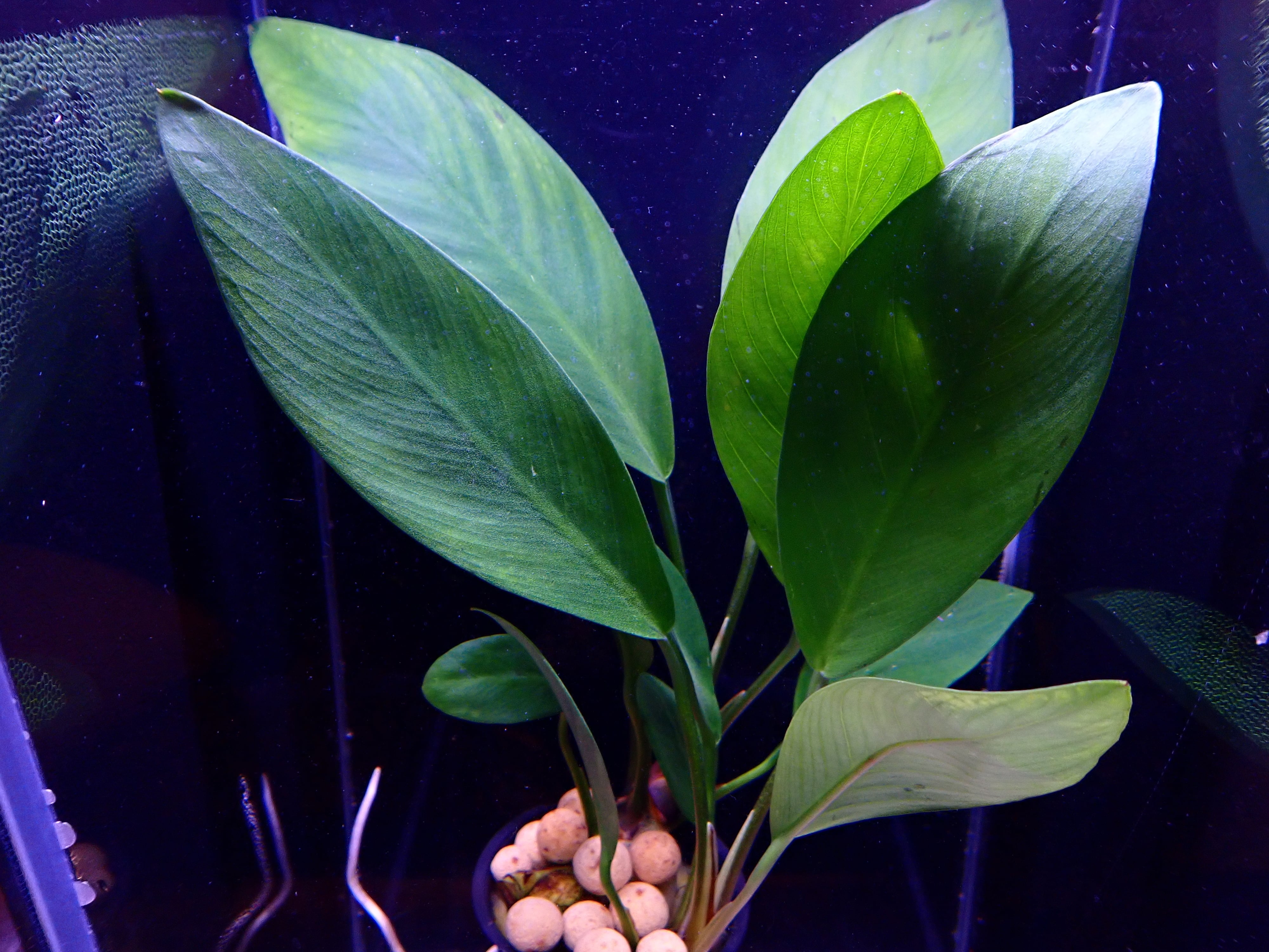 アヌビアス コンゲンシス | AQUA SHOP sprout