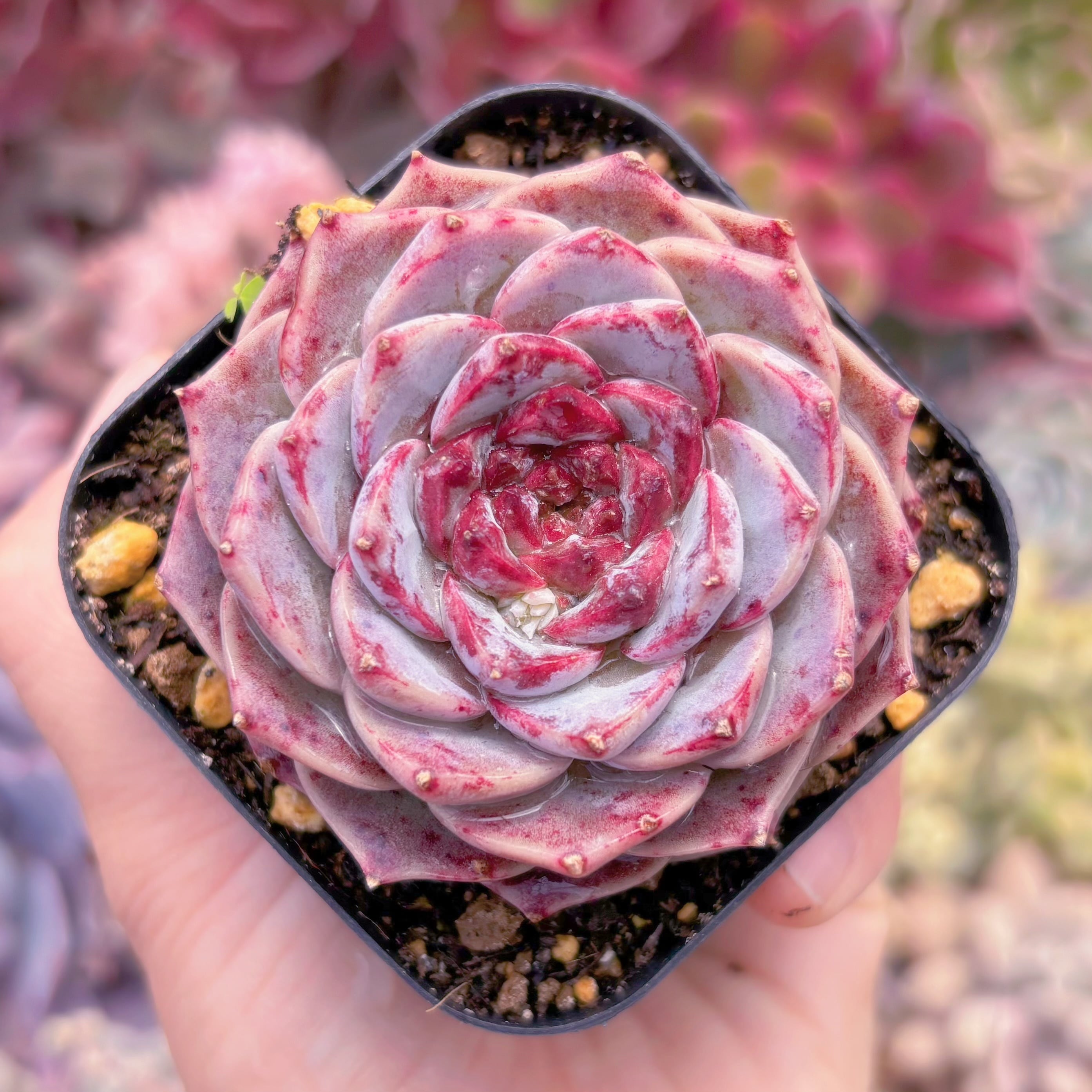 現品　レッドベルベット#597　るる農園