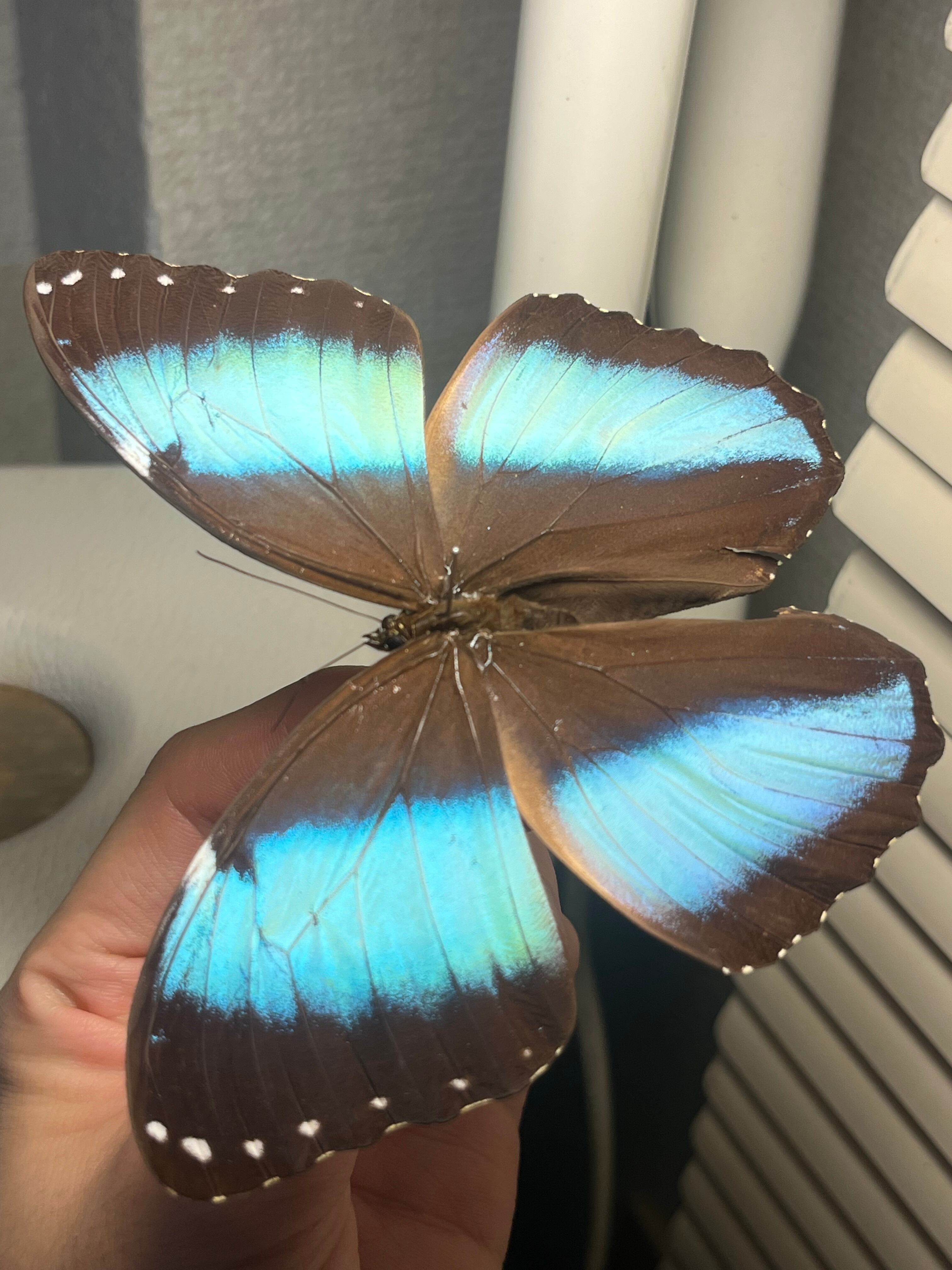 属内最高峰】ルリモンスカシジャノメ アンドロメダスカシジャノメ