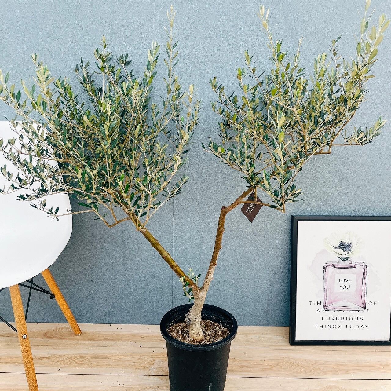 現品］80番 フィカス ウンベラータ 8号 観葉植物 室内 大型 ゴムの木