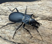【WD】《Carabus acutithorax ペア》