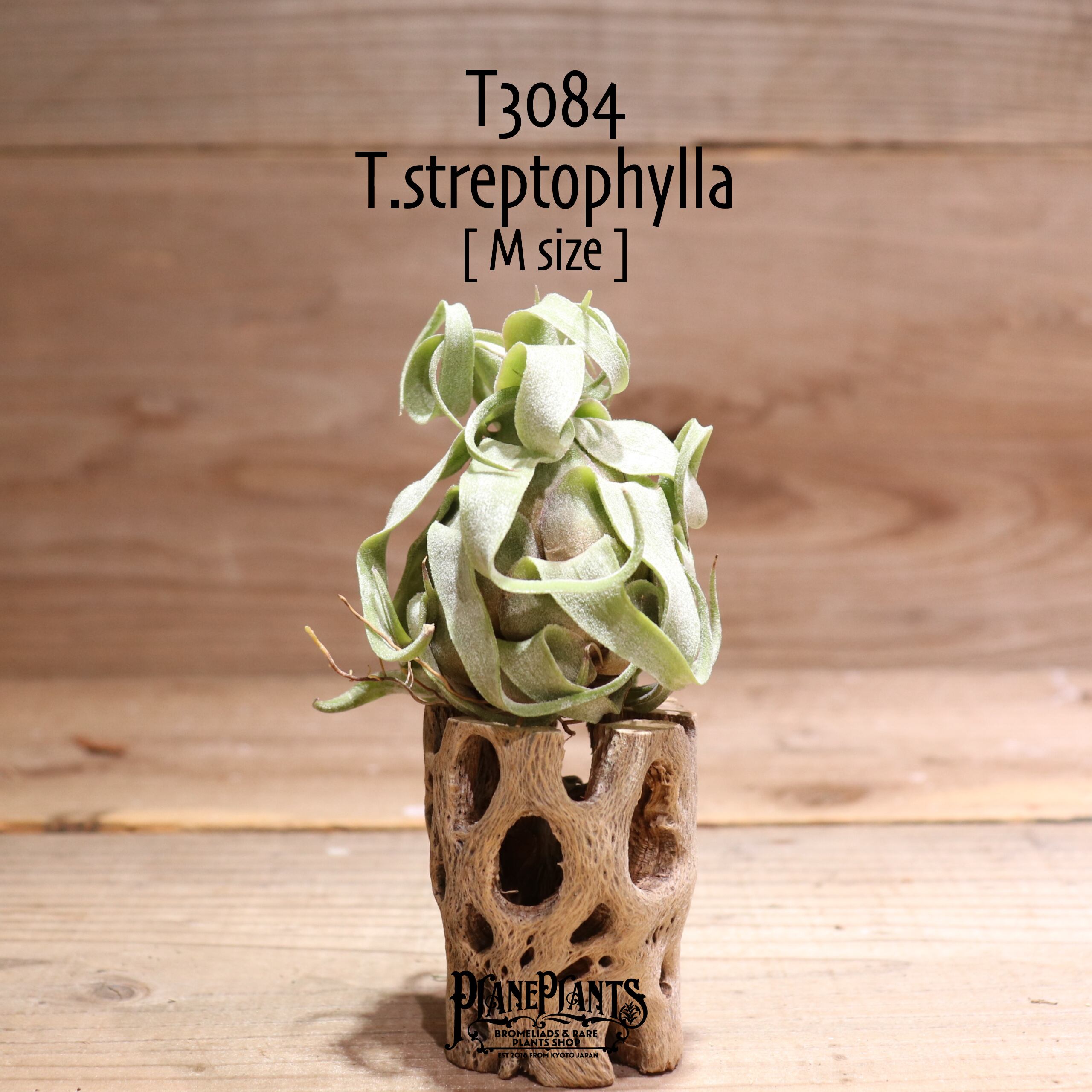 【送料無料】streptophylla M〔エアプランツ〕現品発送T3084