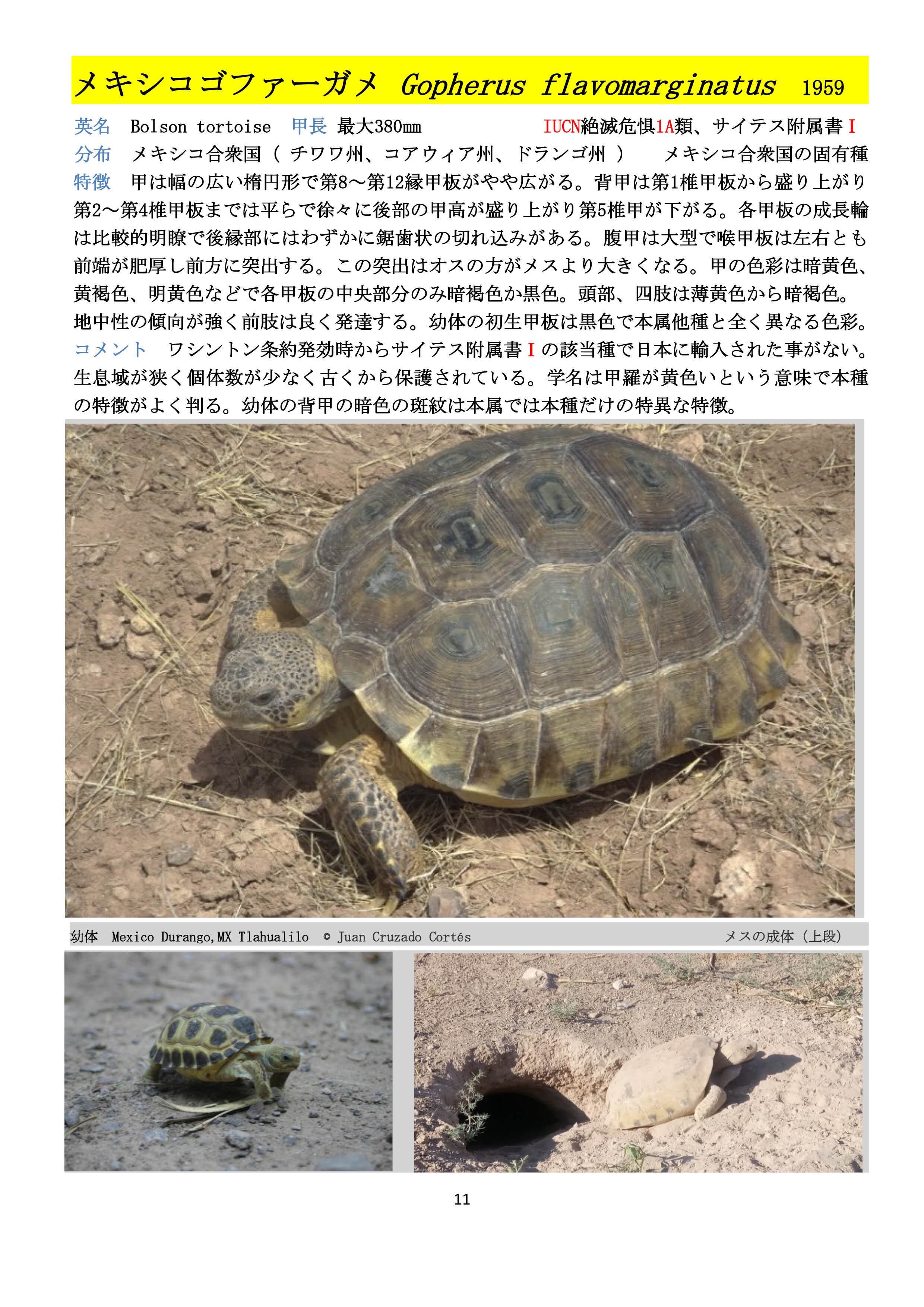 1986年 世界のカメのチェックリストと分布図 ジョン・B・アイバーソン 研究書 1986年 世界のカメのチェックリストと分布図 ジョン・B・アイバーソン