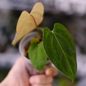 Anthurium Carlablackiae / アンスリウム カーラブラッキー⑬│観葉植物
