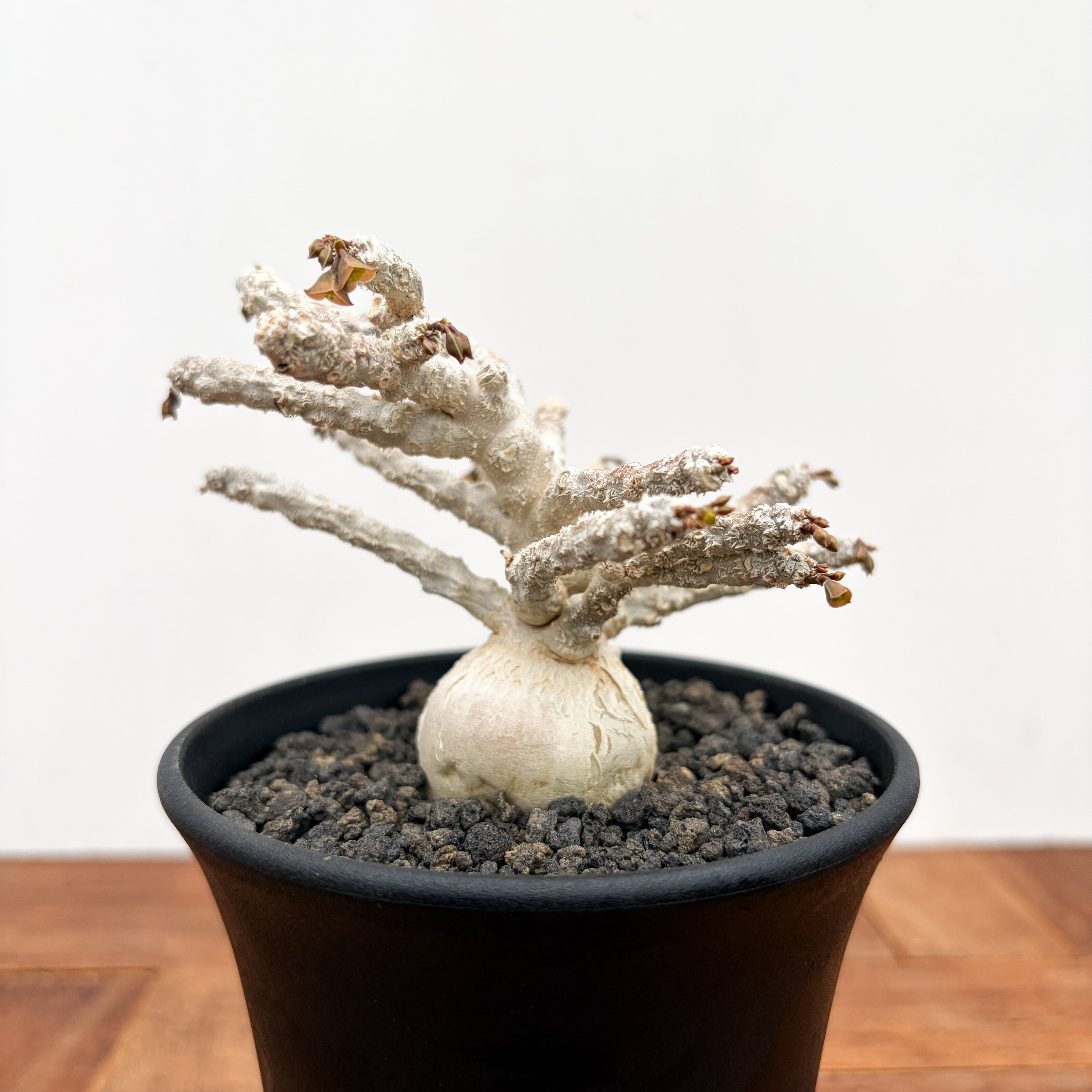 ユーフォルビア  ブレビフォリア Euphorbia brevifolia【ユーフォルビア・ブレビフォリア】 | RIMO'S