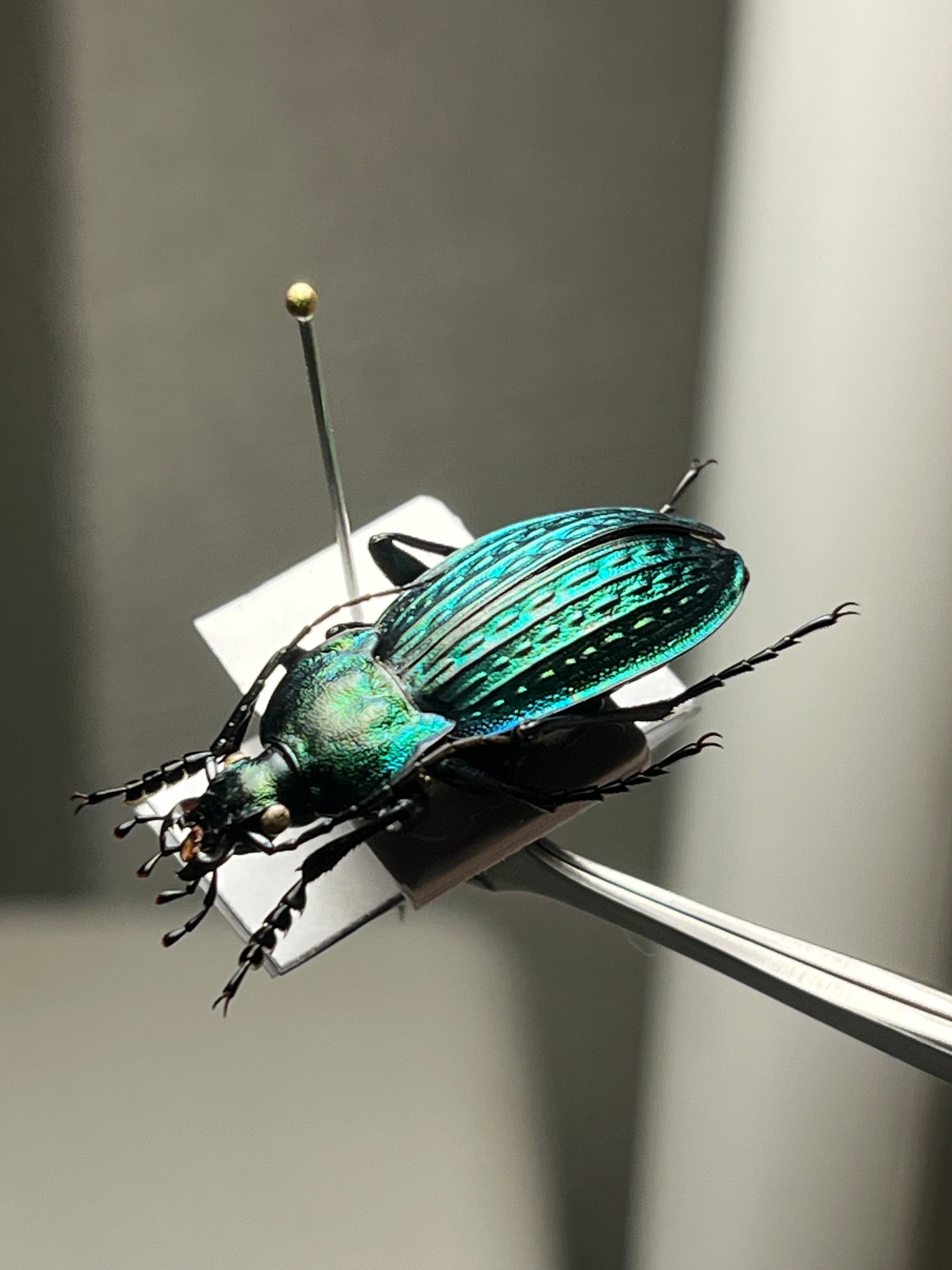 美麗♀】オオエンマハンミョウ Manticora タンザニア産 昆虫標本