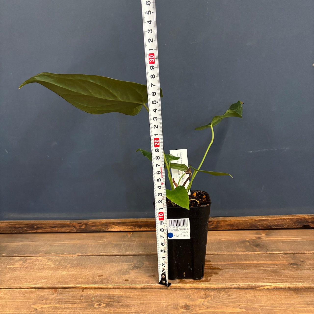 アンスリウム クイーンオブハート【928】