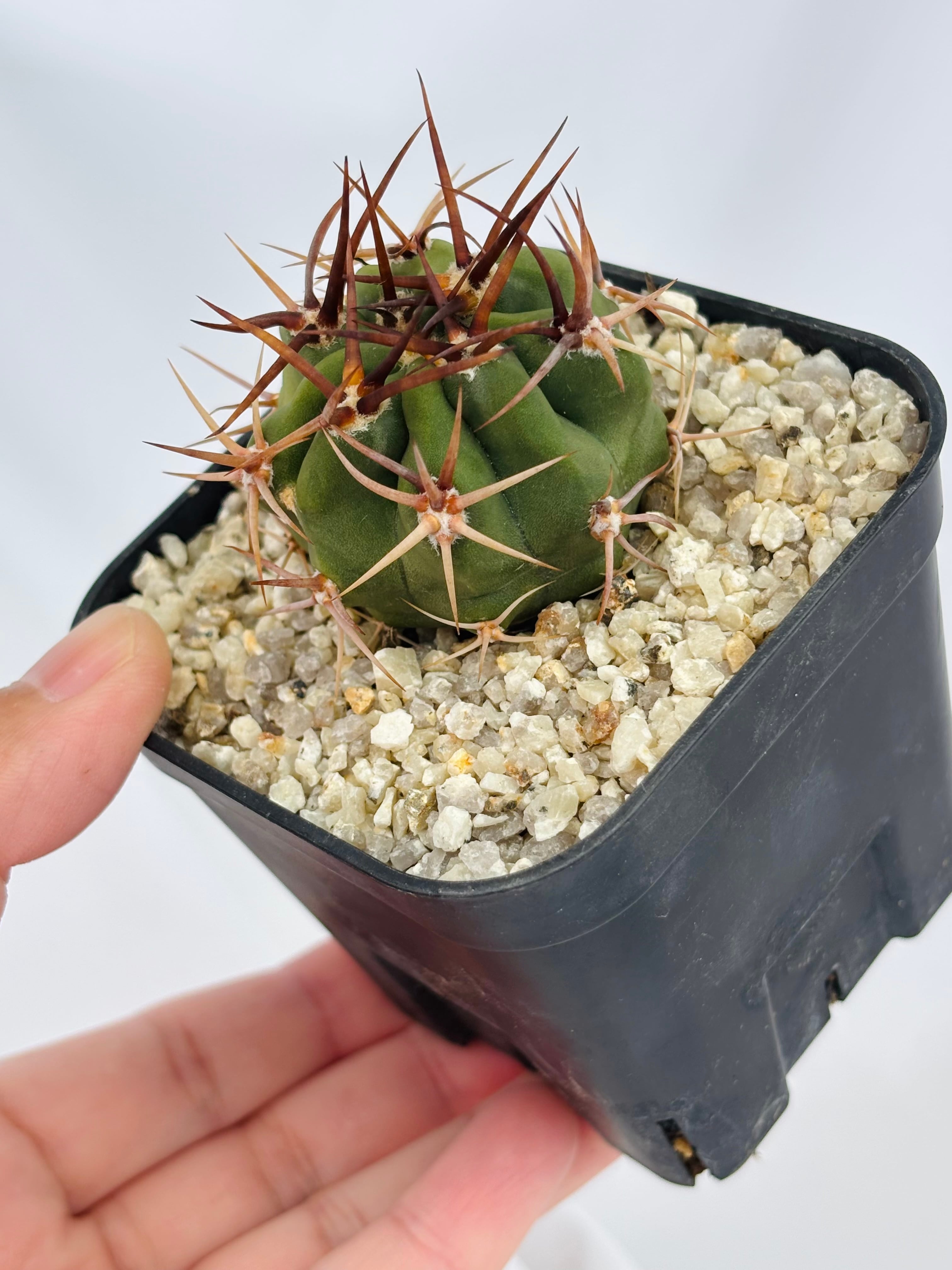 Denmoza rhodacantha デンモザ 茜丸 サボテン | plants MARU