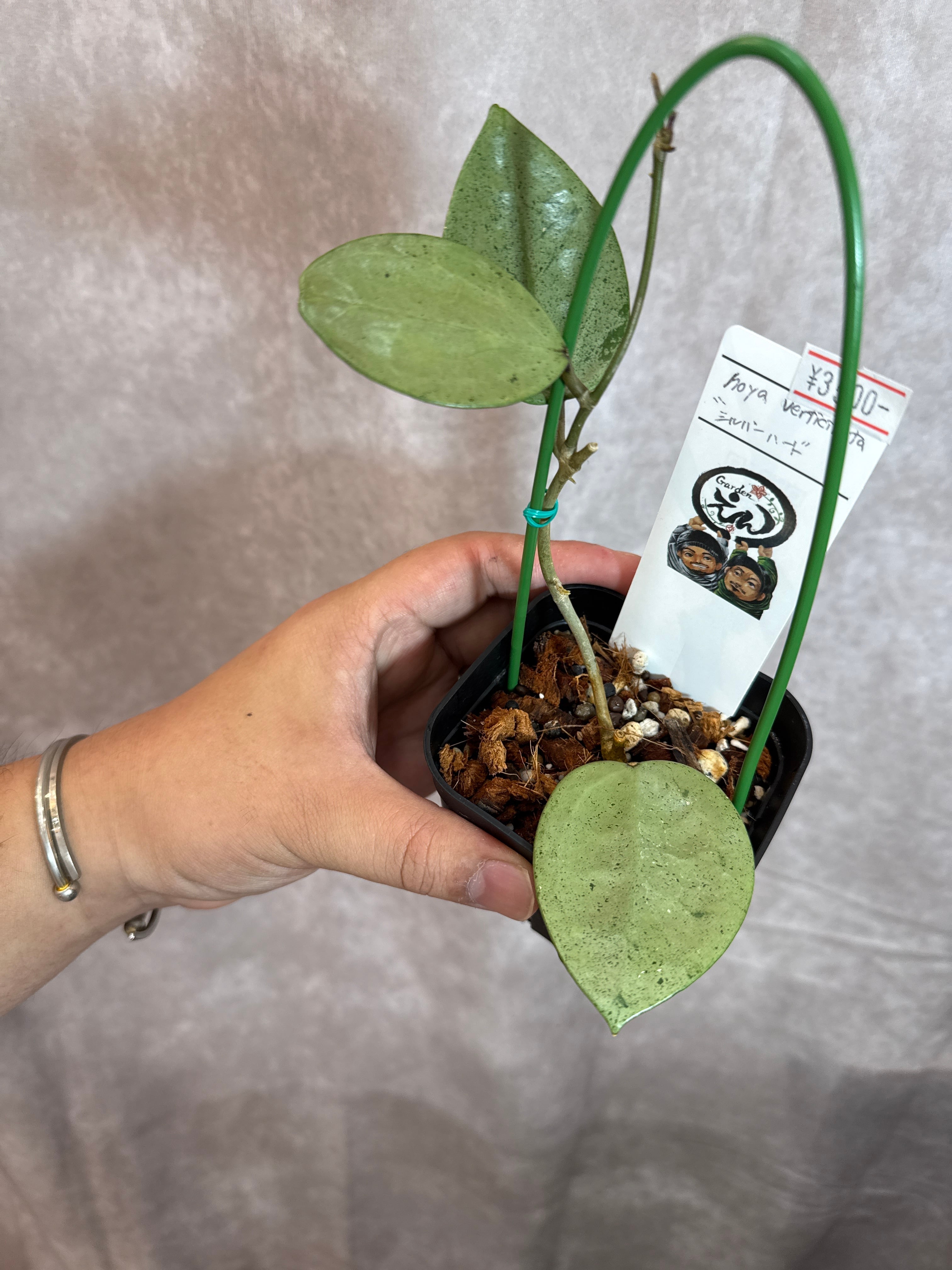Hoya verticillata 'silver heart' ヴェルティシアラータ シルバー