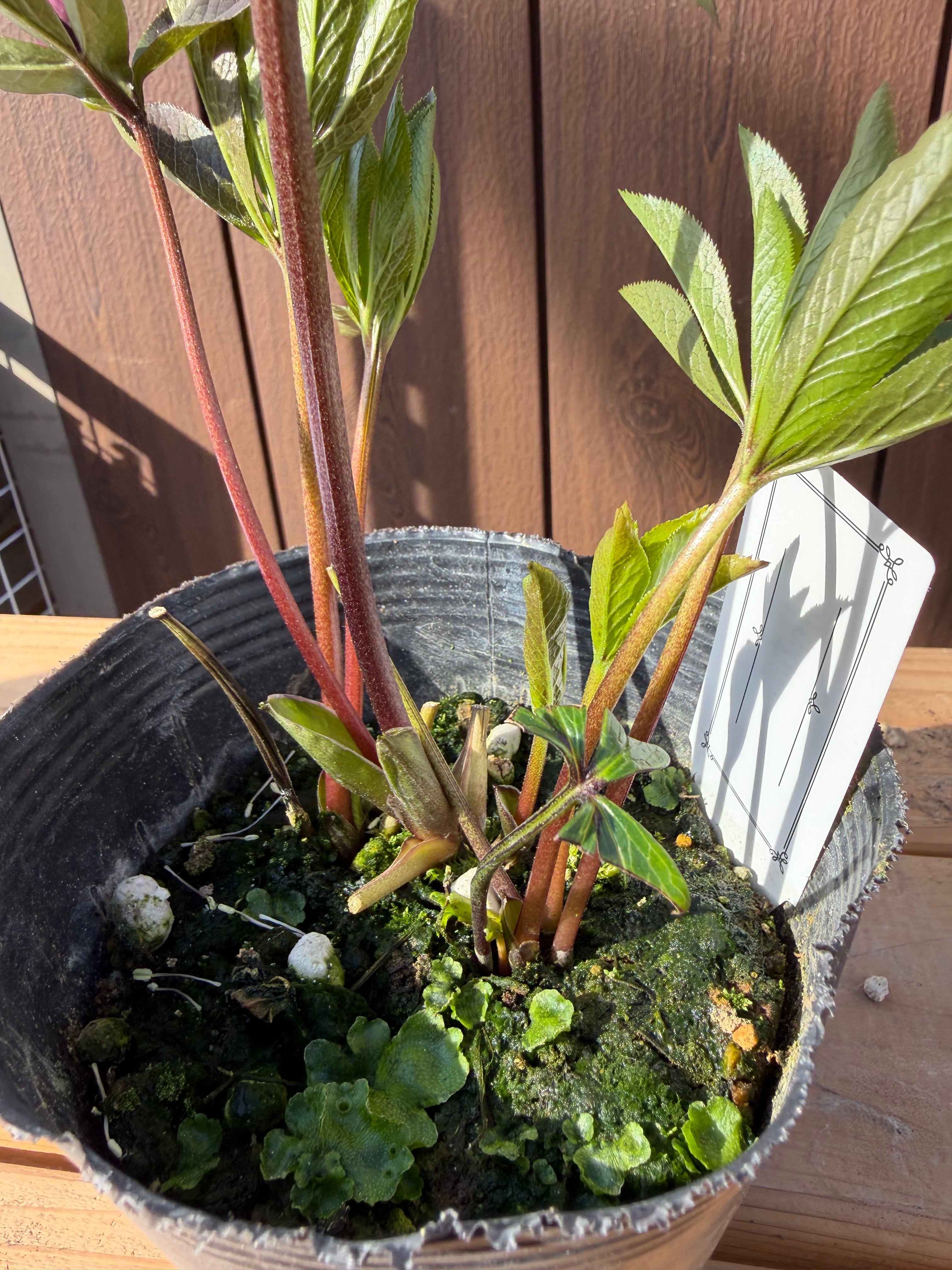 艶濃レッドdd 大和園 クリスマスローズ【Ya08】送料無料 | あしかが