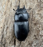 【WD】《ユーリケファルスヒラタ 36mm ♀単》