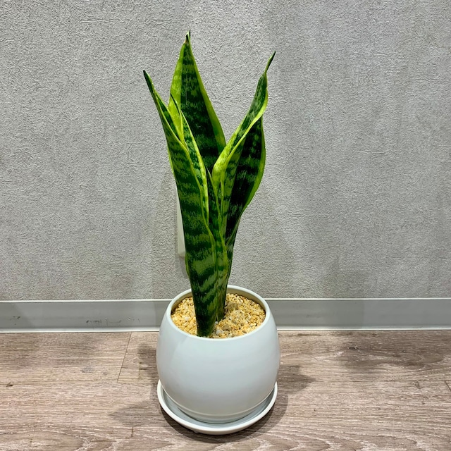一点もの【サンスベリア】|観葉植物|サンスベリア|サンスベリア・ローレンティ|サンスベリアプレゼント|サンスベリア陶器|フラワーギフト|サンスベリアおすすめ