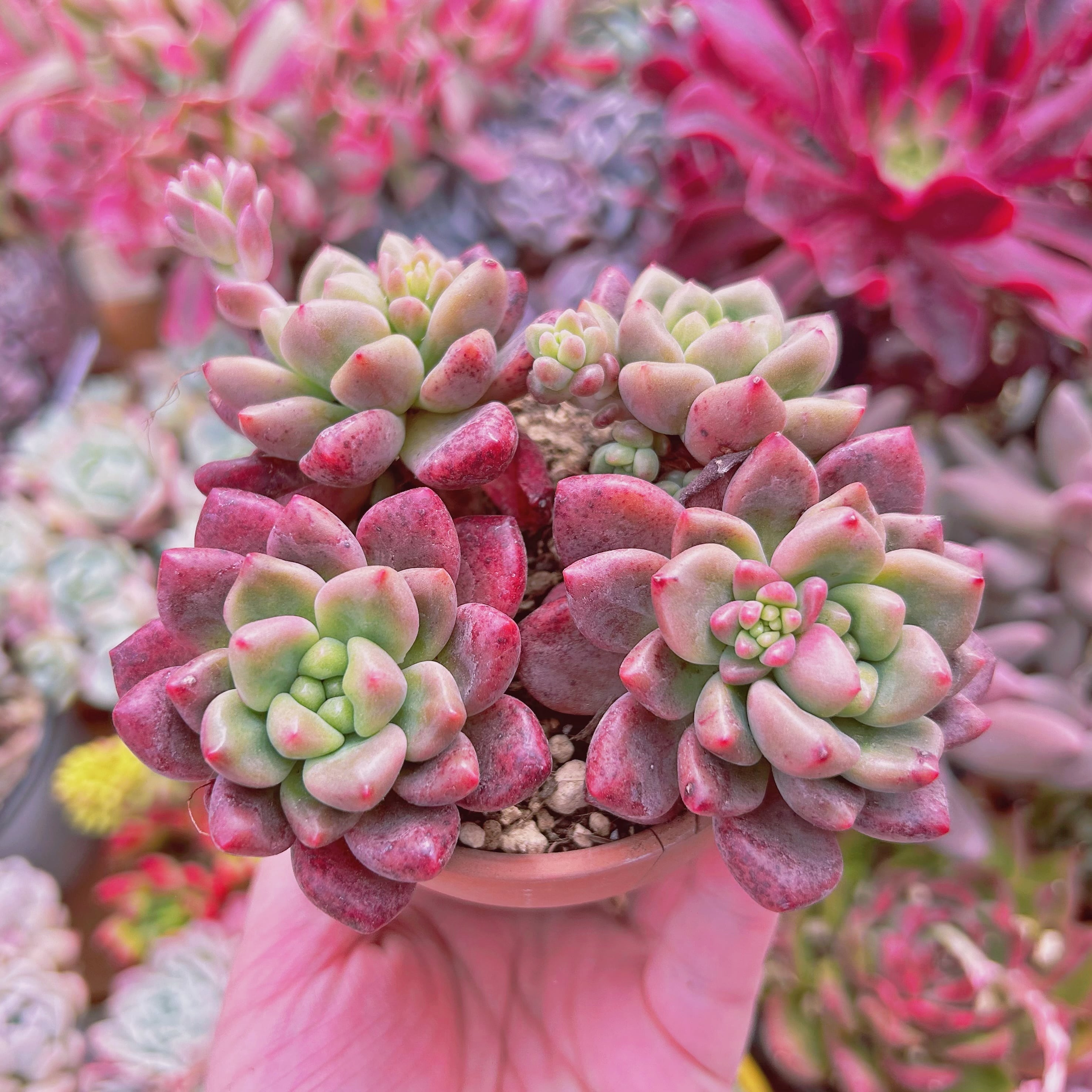 211現物 多肉植物 シャネルレッド 特大 | るる農園~多肉植物専門