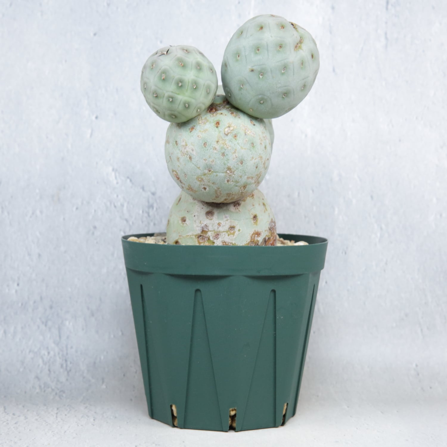 大球 5球 棘無し テフロカクタス ゲオメトリクス | LIGHTHOUSE.PLANTS