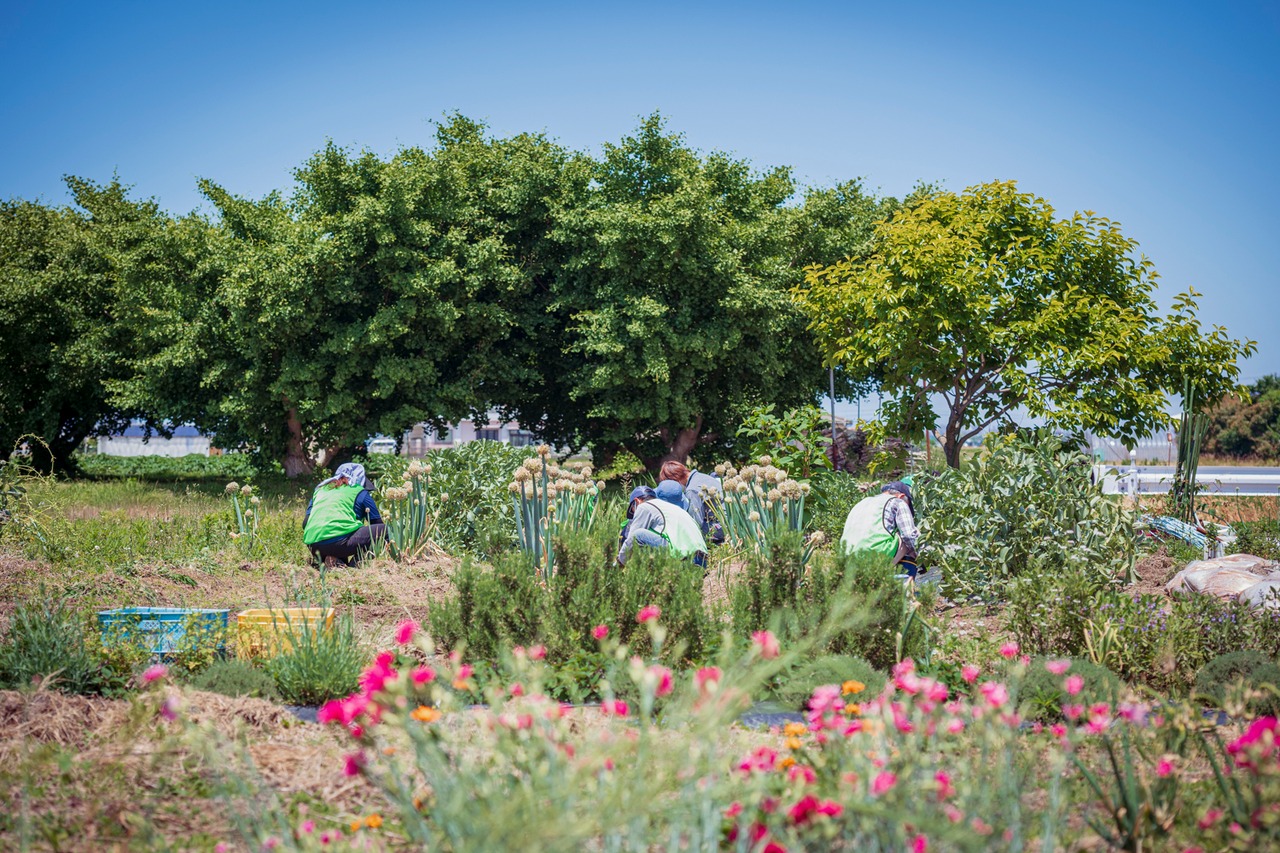 農園CuRA!にいがたハーブティー7種8箱セット・画像5