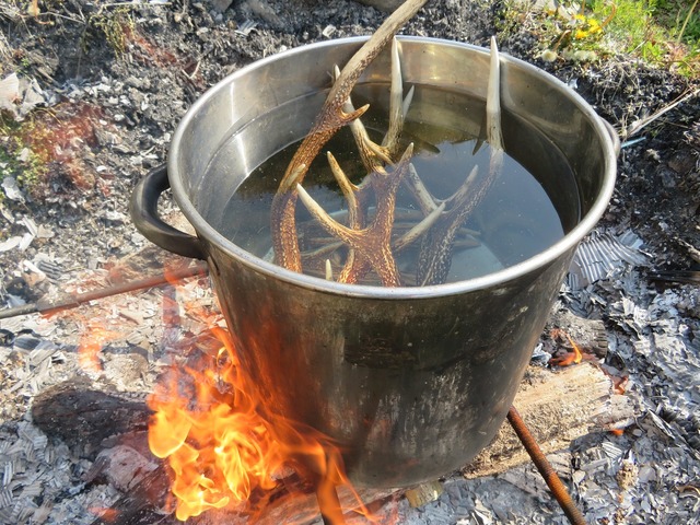 鹿角①　一対（2本）　約45cm