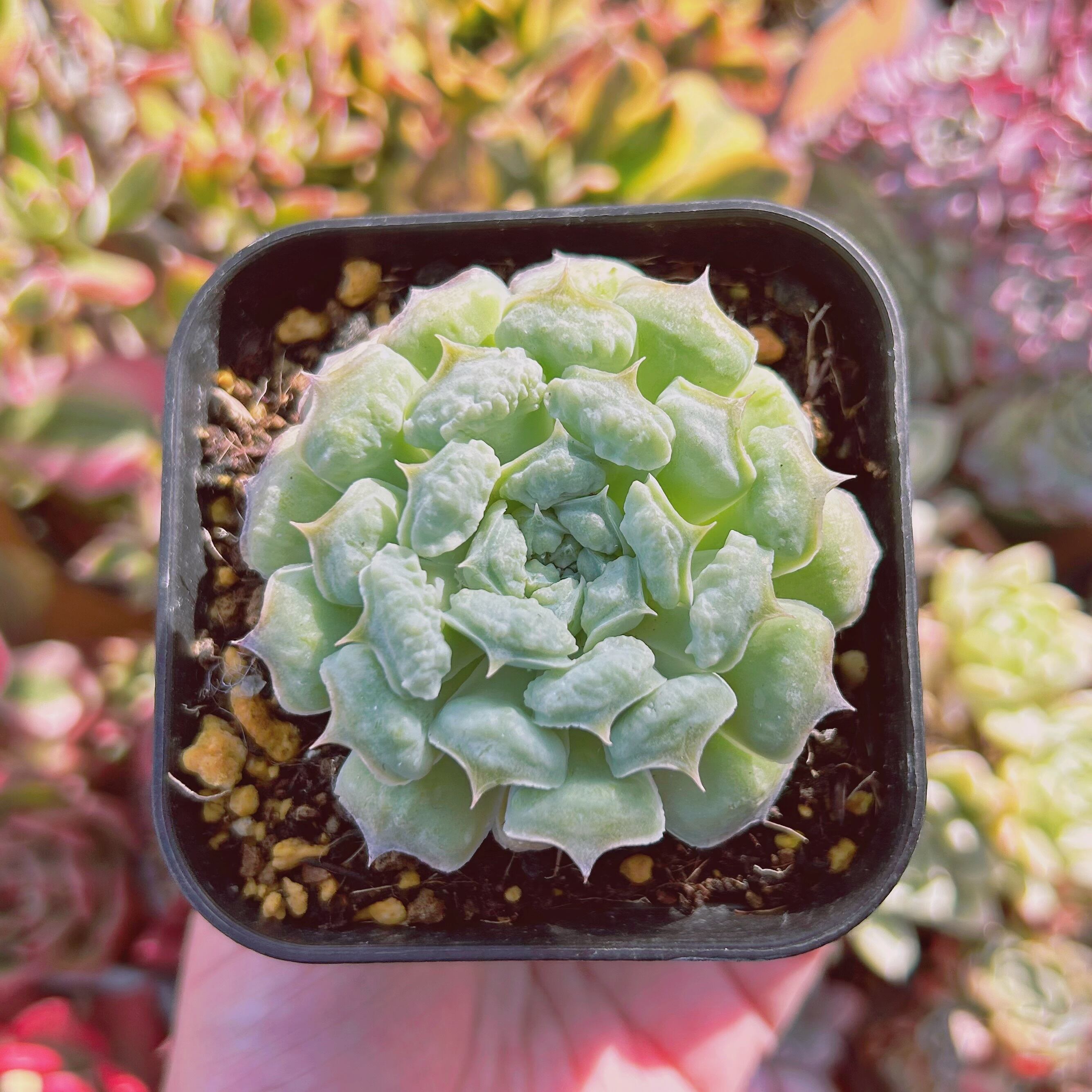 現物　多肉植物　Echeveria  ハートチョイス　抜き苗
