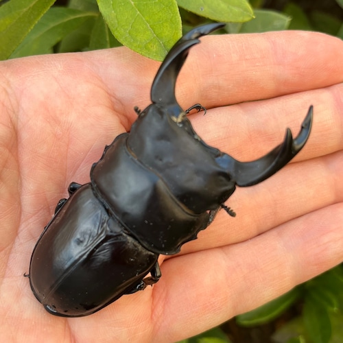 【美形・新成虫】佐賀県神埼郡神埼町産”オオクワガタペア(♂75mm) # 815311−101
