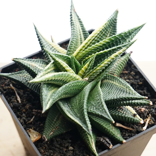 【PREMIUM】 抜き苗 瑠璃殿錦 美麗大株 Haworthia limifolia f.variegata