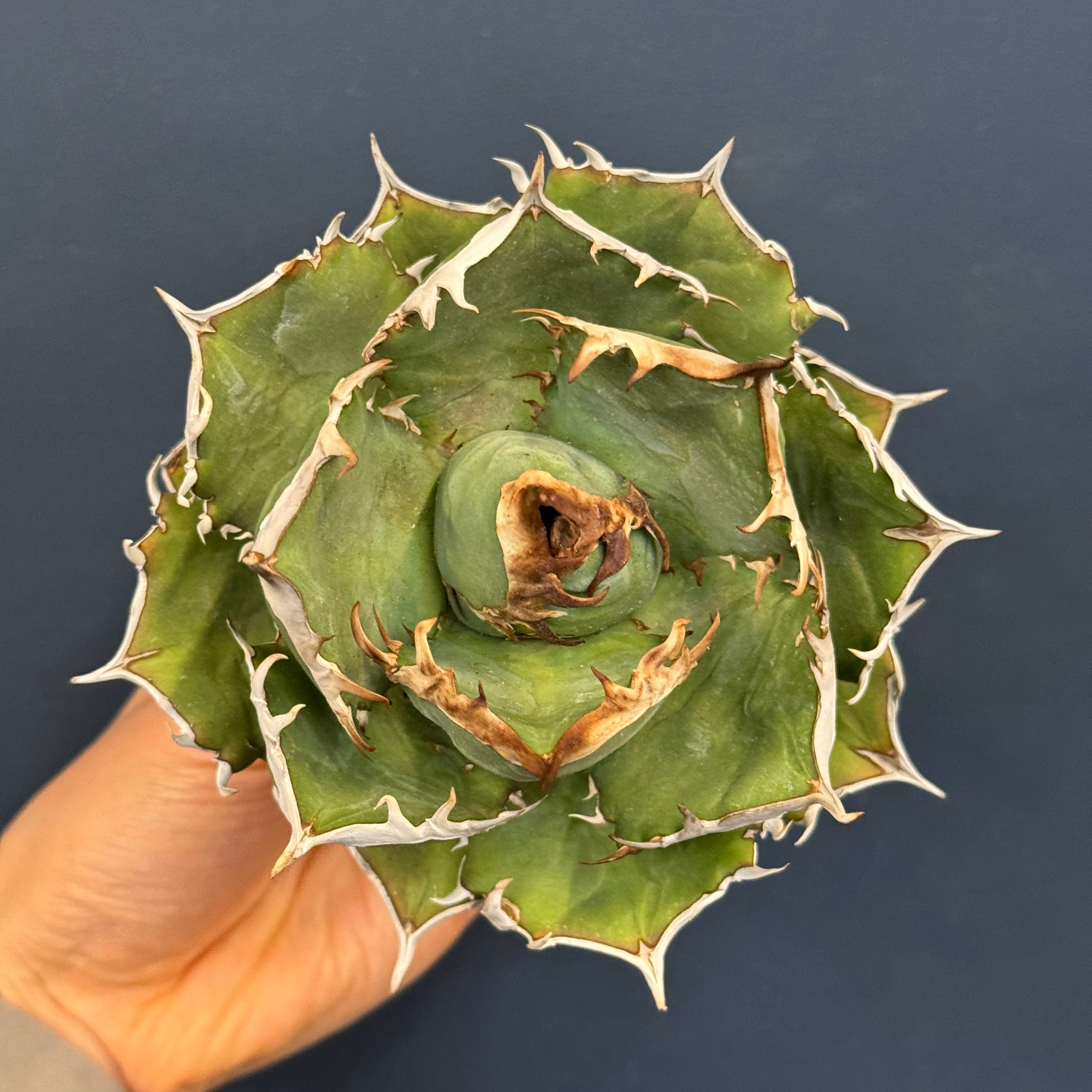 アガベ チタノタ シャーク【754】 | PROTOLEAF プロトリーフ