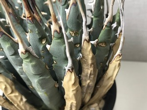 アガベ ユタエンシス エボリスピナ