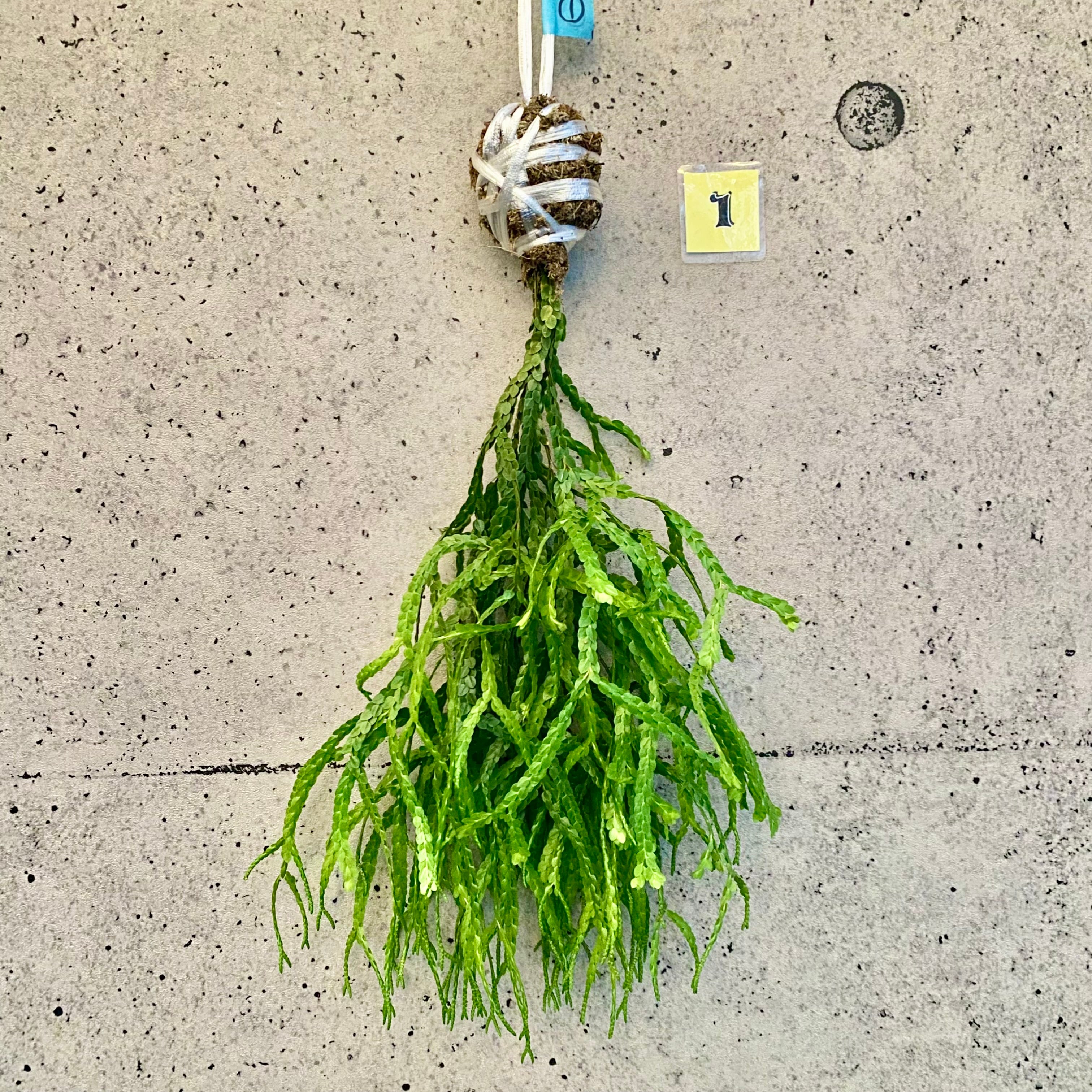 マルプランツページ Planet Plants プラネットプランツ