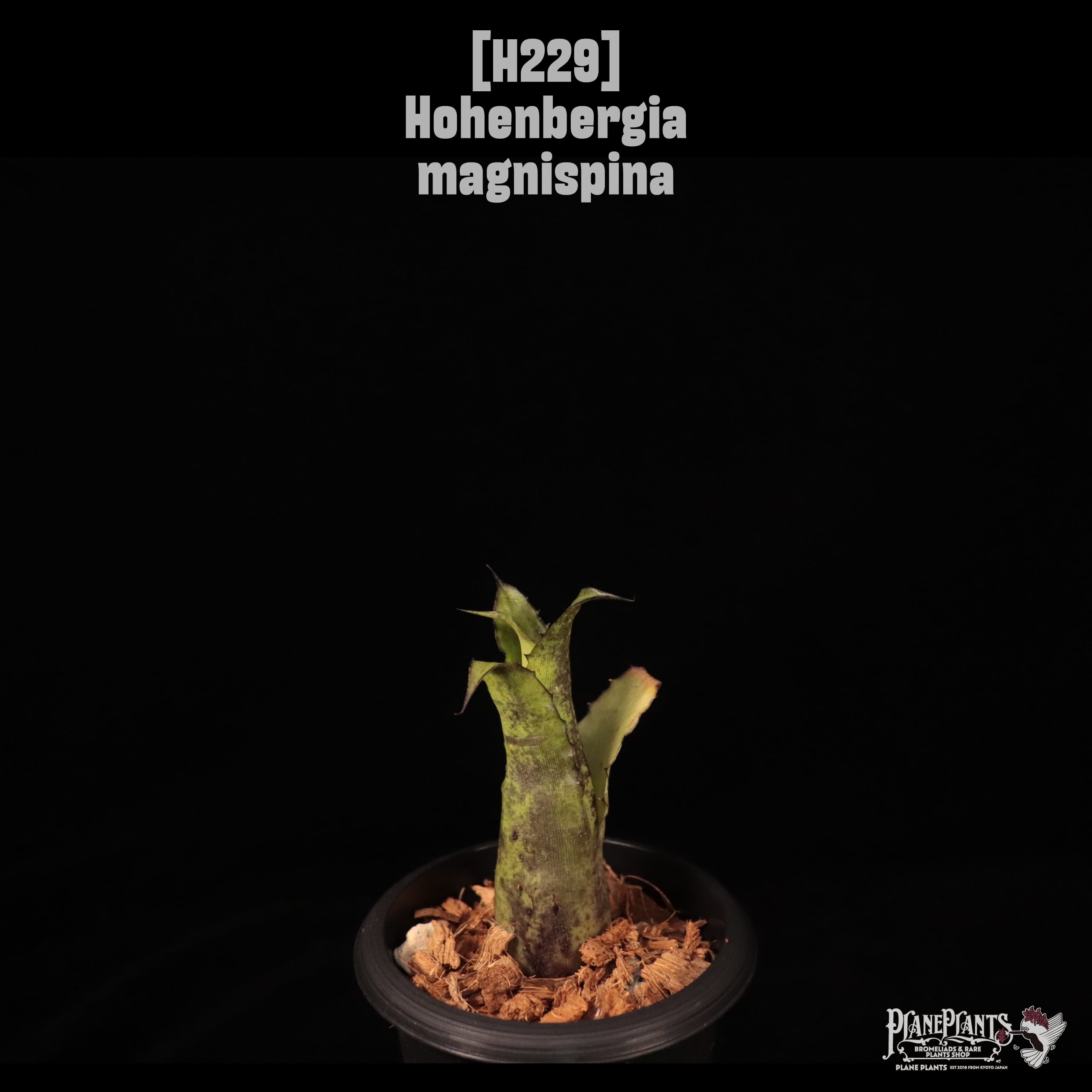【送料無料】Hohenbergia magnispina〔ホヘンベルギア〕現品発送H229