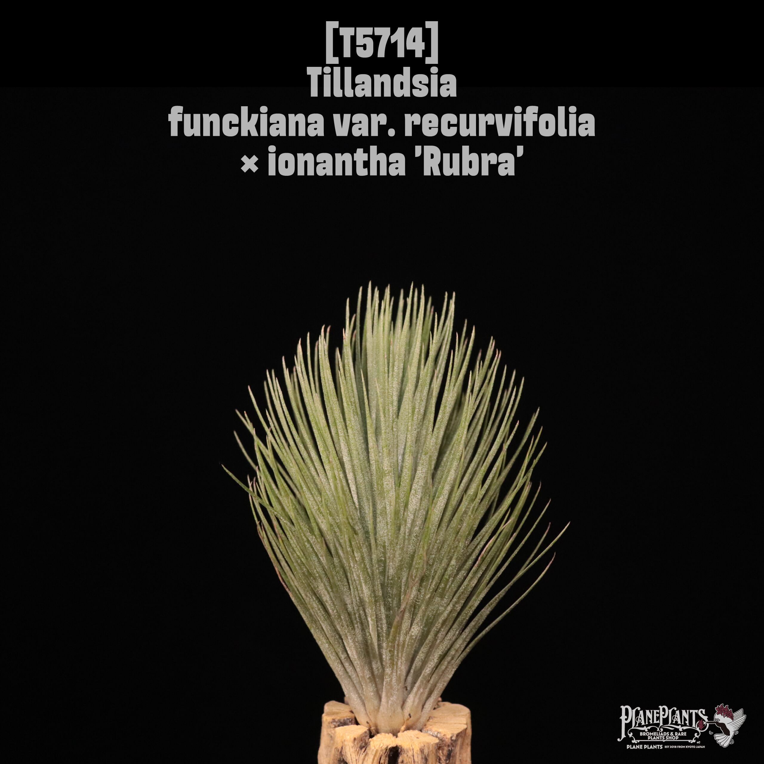 【送料無料】funckiana var. recurvifolia × ionantha 'Rubra'〔エアプランツ〕現品発送T5714