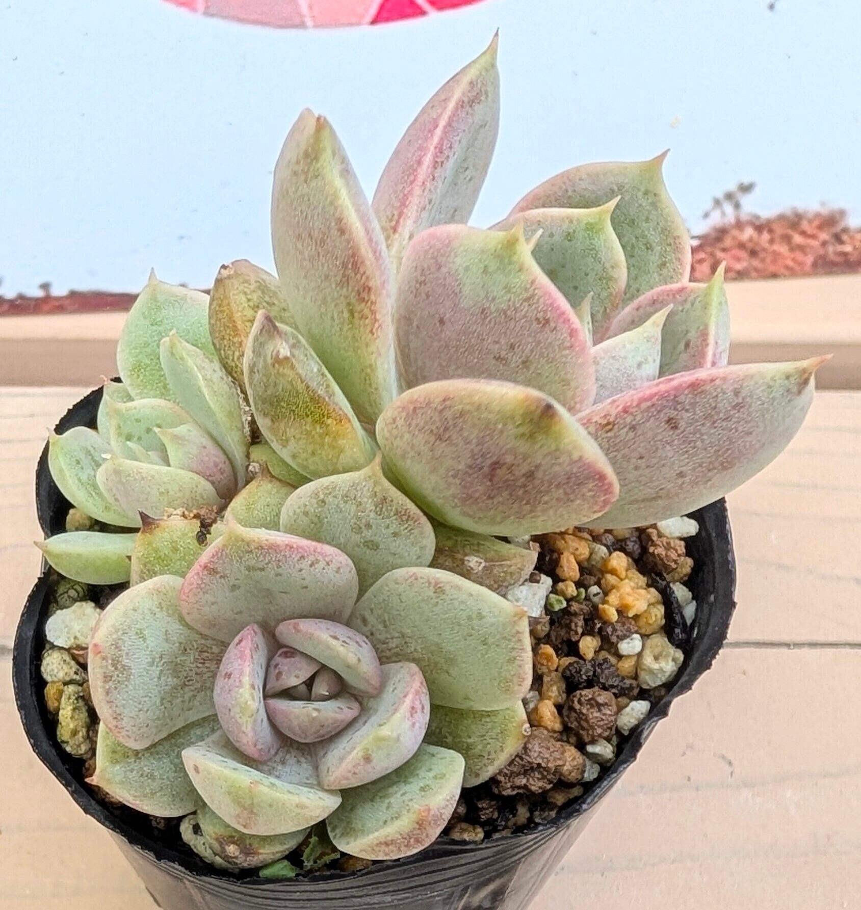 多肉植物 アエオニウム レア 孔雀白錦 美苗 #孔3 | PAY ID