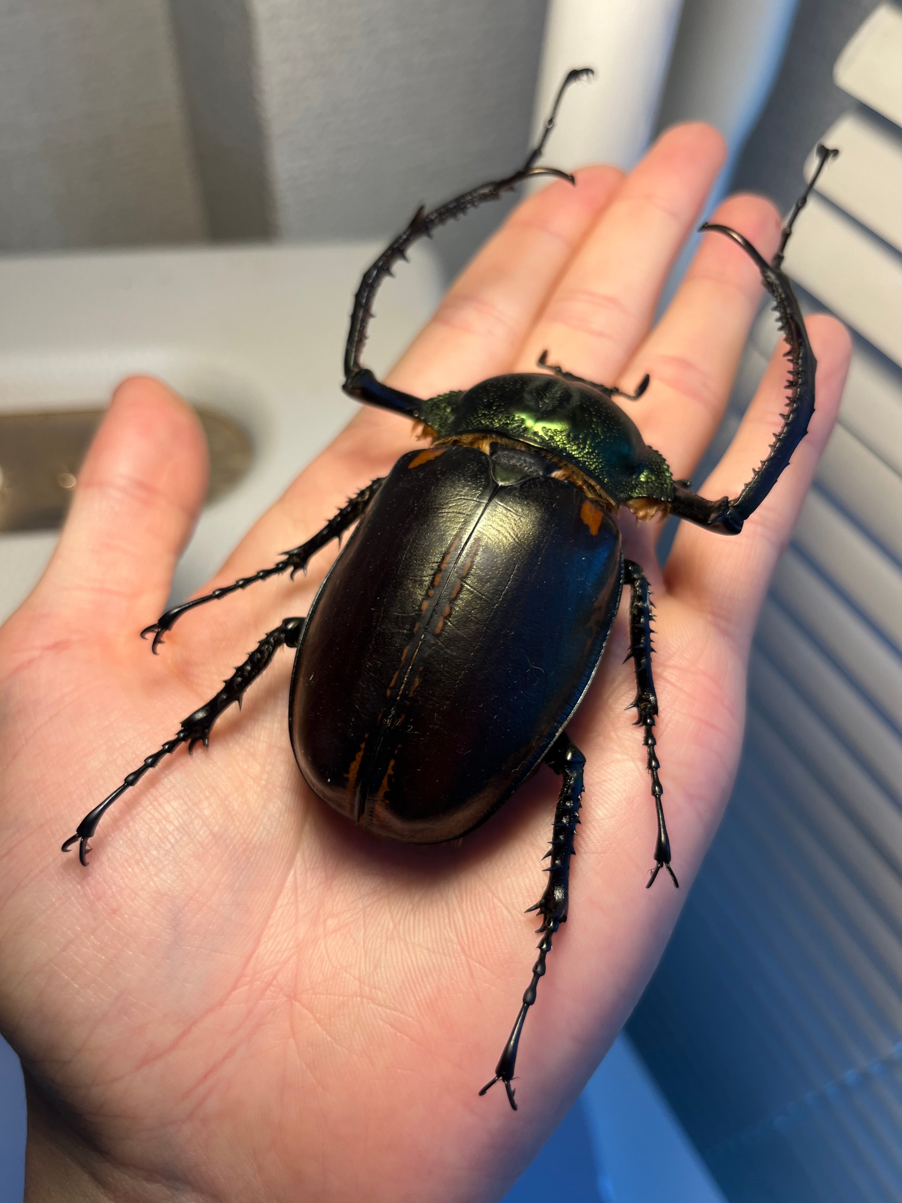 73mm】ヤンソニーテナガコガネ カメムシサシガメ甲虫昆虫標本ハムシ