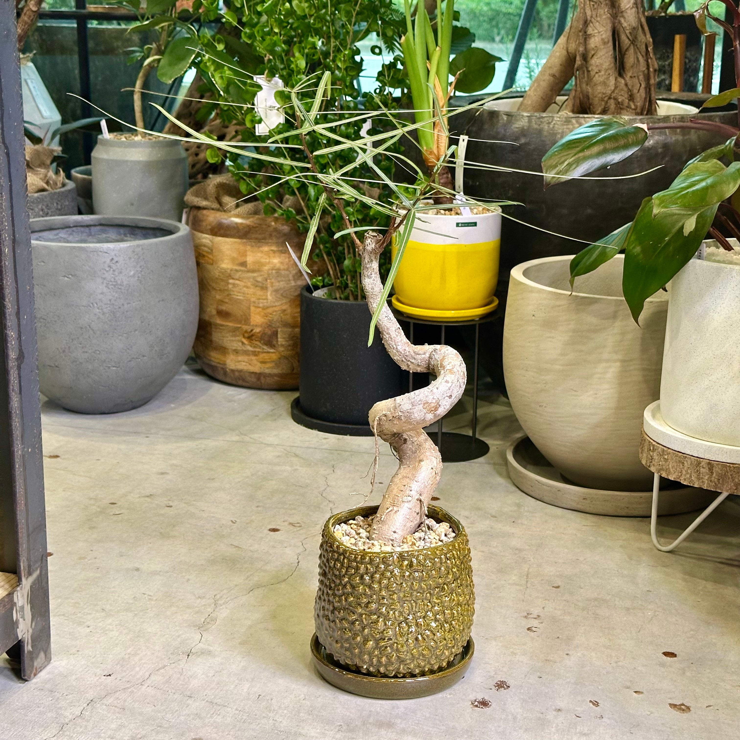 ボトルツリー | barrelplants_BONSAI