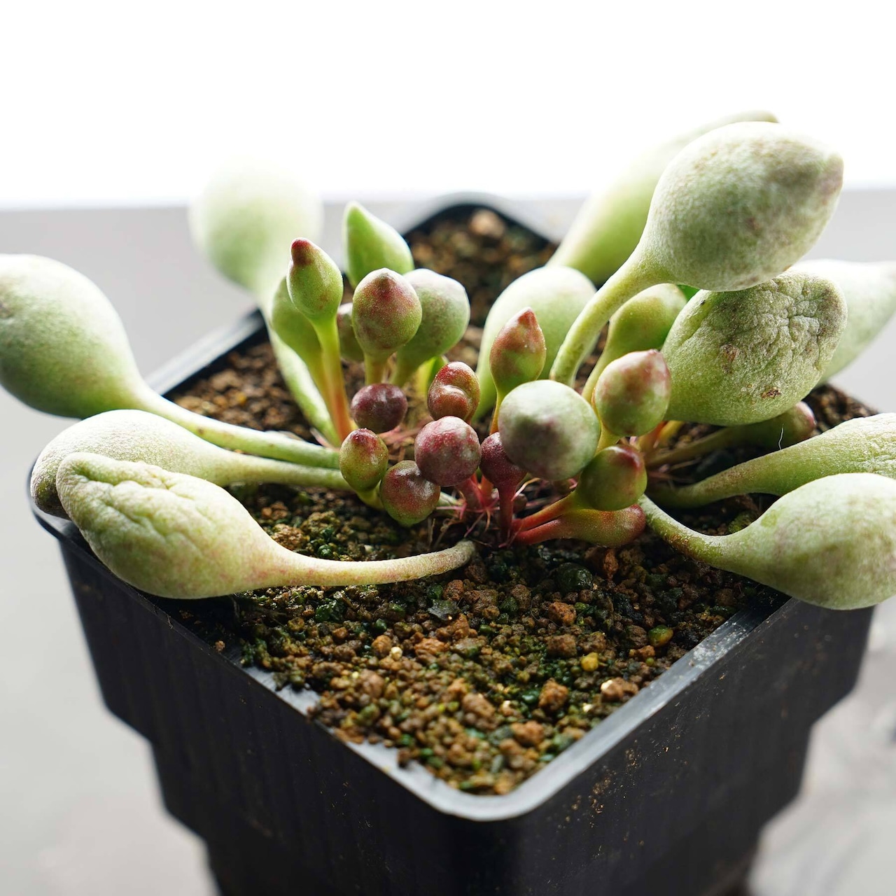 抜き苗 インディアンクラブ 大株 Adromischus cristatus 'Indian Clubs'